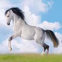 اجاره ی واحد دامداری برای گوسفندام