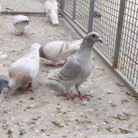 خط سفید دورنگ فروشی