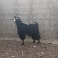 پازن،بز،کهره نر