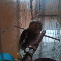 جوجه عروس هلندی