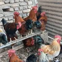 خروس