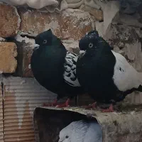 ۲۰ عدد کبوتر ماچه