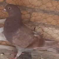 جوجه کفتر پرشی (خرمایی)