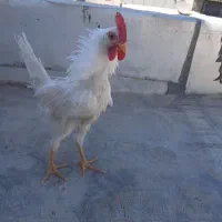 جوجه خروس