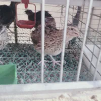 بلدرچین تخمگذار