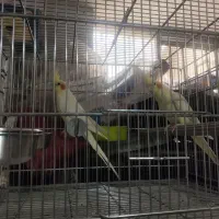عروس هلندی مولد