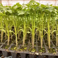 نشای گوجه گلخانه ای