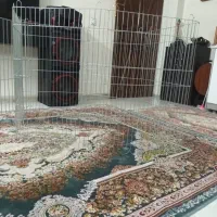 پارک نگهداری سگ