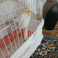 عروس هلندی لوتینو بالغ