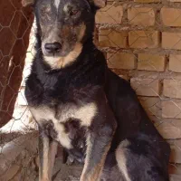 سگ ماده ژرمن مالنیوز