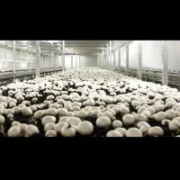 نیازمند کارگر ساده ی قارچ چین