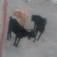 دو عدد تروشت ویک بز بربری چاق وچله