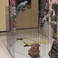 پارک سگ