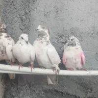سلام فروش چهارعددکبوترتهرانی درجه یک