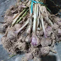 سیر محلی تازه