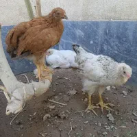 سه عدد جوجه مرغ