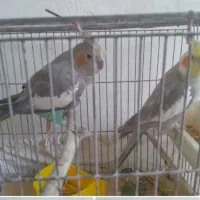 یک جفت عروس هلندی