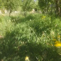 علف چین