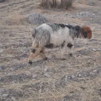 یک جفت شیشک روزگاری