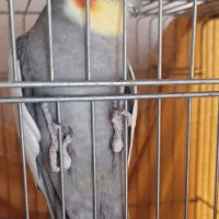 عروس هلندی نر