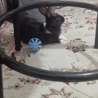 خرگوش