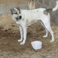 سگ افغان