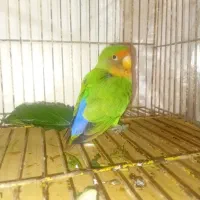 طوطی برزیلی سر سرخ اصیل