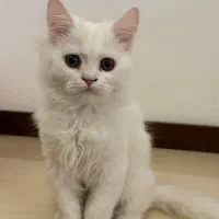 فروش گربه