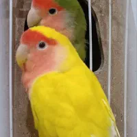 یک جفت کوتوله مولد کار داده و تضمینی