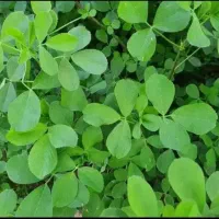 فروش یونجه چین سوم