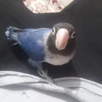 طوطی کتوله آشتی کهنوج