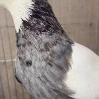 طوق هفترنگ کلکسیونی