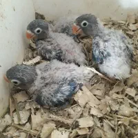 طوطی برزیلی