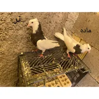 یک جفت کبوتر طوقی مشکی|پرنده|شاهین‌شهر, شهرک گلدیس|دیوار