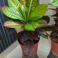 گلخونه گل شقایق