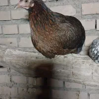مرغ و خروس محلی ۸ عدد