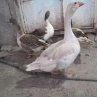 غاز هیکلی