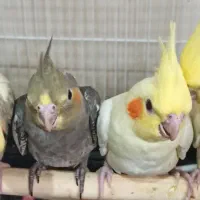 عروس هلندی