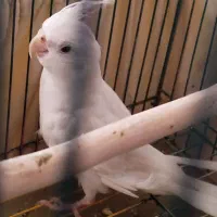 عروس سفید چشم شرابی (نر)
