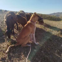 سگ  فروشی