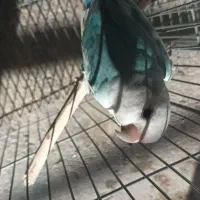 پرنده