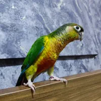 طوطی گرینچیک