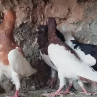 یهودی بزک کرمونی سار دمبی بغدادی سرک