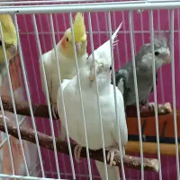 4تا عروس سرحال سه تومن