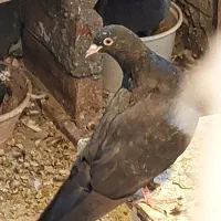 جوجه جیر زاغ