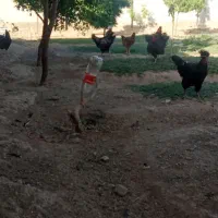 ۱۲۰ سر مرغوخروس به قیمت منصفانه به فروش میرسد