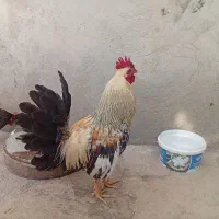مرغ و خروس سالم