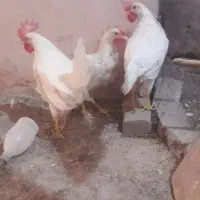 خروس سفید بالغ