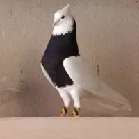 طوقی، سینه ای