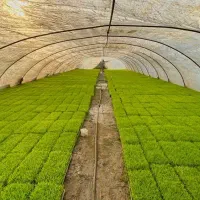 بانک نشا سید